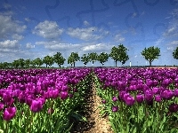 Tulipany, Purpurowe, Uprawa