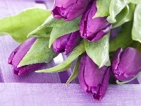 Purpurowe, Tulipany