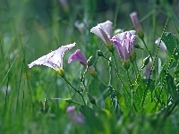 Białe, Purpurowo, Kwiaty