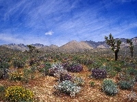 Bloom, Pustynia, Kalifornia