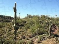 Wickenburg, Pustynia, Arizona