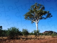 Pustynny, Drzewo, Krajobraz, Australia