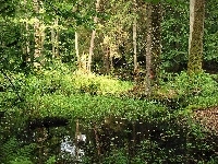 Białowieska, Puszcza, Bagno