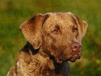 Pysk, Chesapeake Bay retrievera