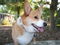 pysk, Welsh corgi pembroke