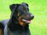 Pysk, Owczarka francuskiego Beaucerona