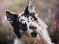 Pyszczek, Border collie, Łapka