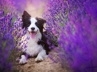 Pyszczek, Border collie, Lawenda