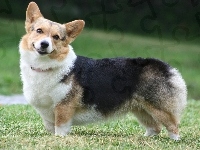 pyszczek, Welsh corgi pembroke