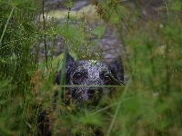 Pyszczek, Australian cattle dog, Zarośla