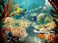 Koralowa, Rafa, Ocean