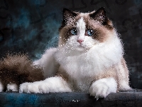 Kot, Niebieskooki, Długowłosy, Ragdoll