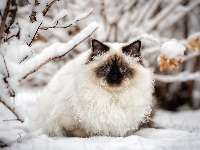 Zima, Ragdoll, Kot, Śnieg, Niebieskooki