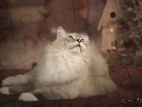 Ragdoll, Kot, Leżący
