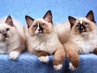 Ragdoll, Kotki, Trzy