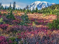 Kolorowe, Stany Zjednoczone, Rośliny, Góry, Mount Rainier, Park Narodowy Mount Rainier, Drzewa, Łąka, Waszyngton, Stratowulkan, Chmury