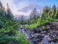 Mount Rainier, Waszyngton, Stany Zjednoczone, Park Narodowy Mount Rainier, Mgła, Kamienie, Kwiaty, Góra, Drzewa