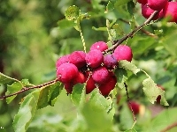 Rajskie, Jabłuszka