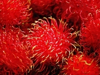 Rambutan, Owoce