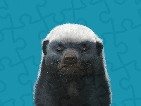 Ratel