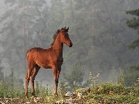 Źrebak, Las