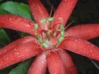 Red Passion, Czerwony, Kwiat, Ekwador