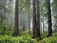 Redwood, Park, Mg�a, Kalifornia, Narodowy, Las