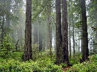 Redwood, Park, Mgła, Kalifornia, Narodowy, Las