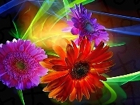 Refleksy, Kwiaty, Gerbera, Świała