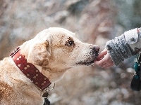 Ręka, Labrador retriever, Przyjaciel