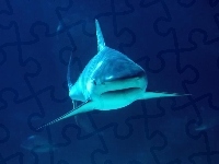 Rekin, Głębia