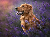 Pies, Język, Golden retriever, Lawenda, Kwiaty
