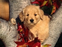 Szczeniak, Golden retriever