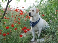 Labrador Retriever, Maki