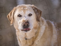 Labrador retriever, Śnieg