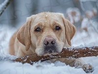 Labrador retriever, Leżący, Pies, Śnieg