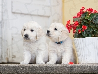 Golden retriever, Pieski, Szczeniaki, Pelargonia