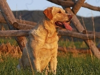 Trawa, Retriever, Ogrodzenie