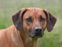 głowa, Rhodesian ridgeback