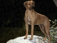 piękny, Rhodesian ridgeback