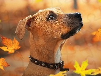 Liście, Szczeniak, Pies, Rhodesian ridgeback, Grafika, Spadające