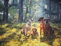 Rhodesian Ridgeback, Psy, Dwa, Polana, Golden Retriever, Leżący, Las