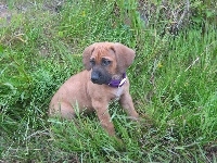 Rhodesian ridgeback, słodki, szceniak, trawa