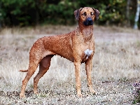 Rozmycie, Trawa, Rhodesian ridgeback