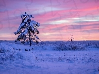 Region Värmland, Wschód słońca, Drzewo, Zima, Szwecja, Gmina Arvika, Ośnieżone