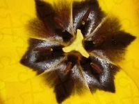 Żółtego, Środek, Tulipana