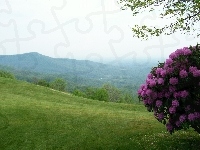 Łąka, Rododendron, Góry