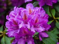 Rododendron, Kwiaty, Fioletowe