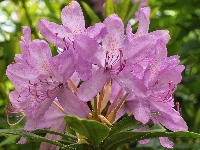 Rododendron, Różowe, Kwiaty