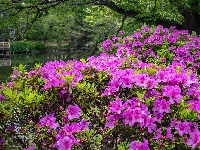 Różowe, Krzew, Kwitnący, Rododendron, Kwiaty, Różanecznik